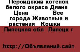 Персидский котенок белого окраса Диана › Цена ­ 40 000 - Все города Животные и растения » Кошки   . Липецкая обл.,Липецк г.